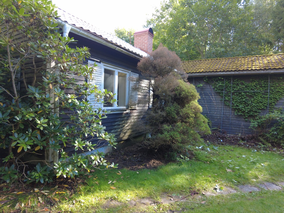 Buskar intill husets fasad som ska beskäras